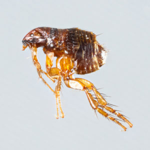 Fleas have large hind legs that allow they to jump great distances.
