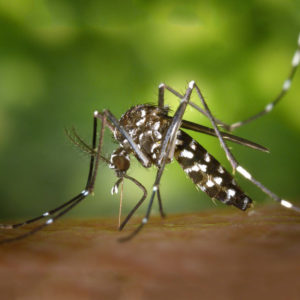 mosquitoes can carry viruses like Zika.