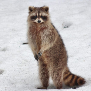 Raccoons can adapt to a wide variety of living environments.