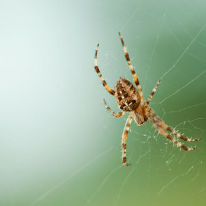 Spiders typically like dark and humid areas.