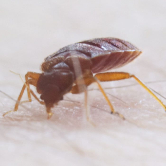 Bed Bug Exterminator K 9 Inspection Treatment Bed Bugs Removal Services