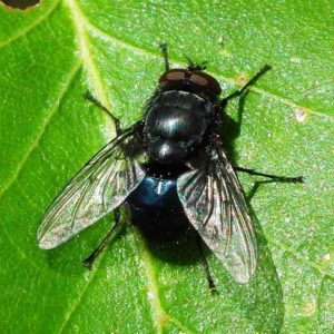 Flies lay thousands of eggs and can multiply quickly.