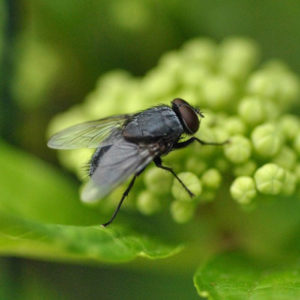 Flies love dirty places and can carry bacteria.