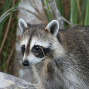 Raccoons are nocturnal and have excellent night vision.