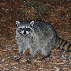 Raccoons are omnivores, and will eat almost everything including trash.