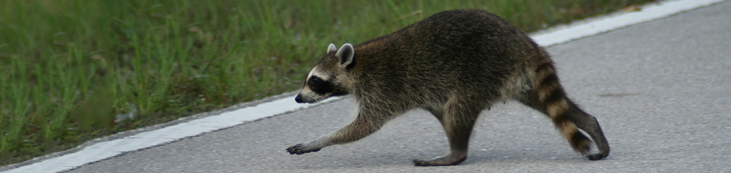 Raccoon & Groundhog Trap – Speed Exterminating