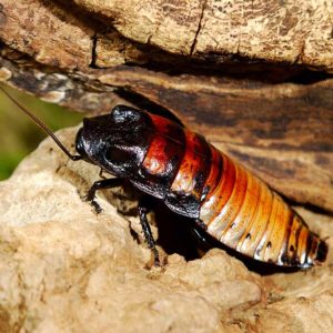 Roaches come in a variety of shapes and colors.
