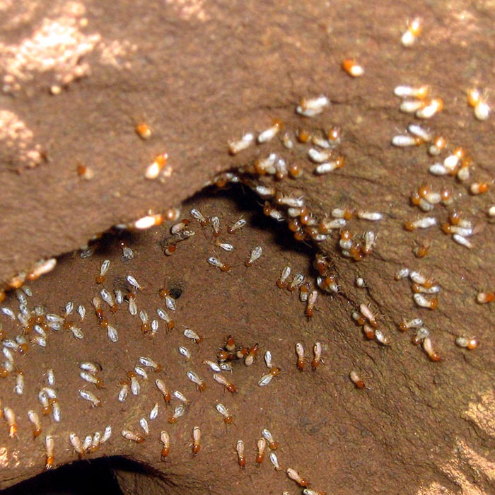 Get a free estimate on termite control from Select Exterminating.