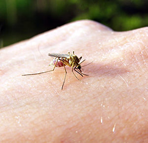Mosquitoes transmit many viruses and infections.