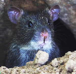 Rat mites can be found anywhere rats and other rodents live.